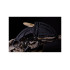 Extrema Ratio K-TALON DARK STONE 0224/DKS