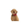 Niteize RADDOG ALL-IN-ONE COLLAR+LEASH MEDIUM Red RRLM-10-R3