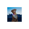 Niteize NITEHOWL BANDANA RECHARGEABLE LED SAFETY NECKLACE Grey NHOR-B0907S-R8