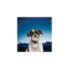 Niteize PETLIT COLLAR LIGHT Crystal Jewel PCL02-03-02JE