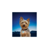 Niteize PETLIT COLLAR LIGHT Turquoise Jewel PCL02-03-69JE